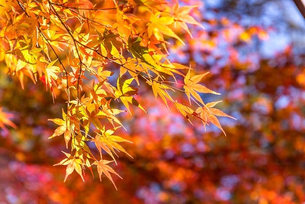 『秋の花咲くファーム富田と神秘の青い池 秋色に染まる美瑛の丘 絶景の富良野美瑛』【札幌北口出発】1
